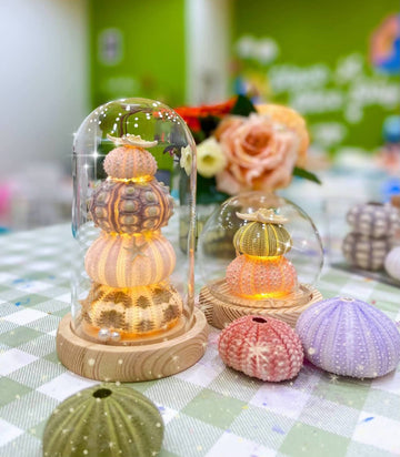 Sea Urchin Night Light